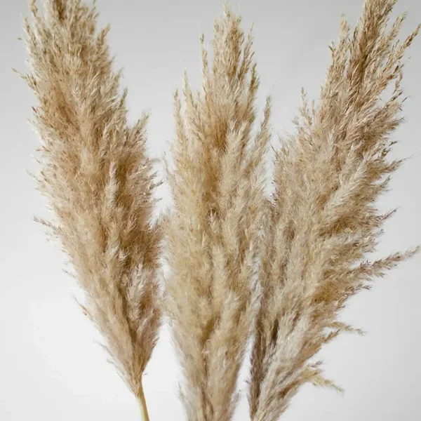 Een boeket witte rozen met groene bladeren.